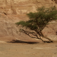 Acacia_in_Sinai_desert.jpg
